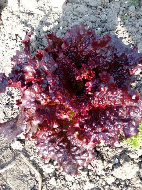  - SEMINTE SALATA ROSIE