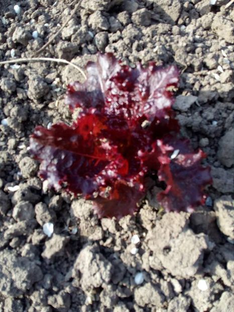  - SEMINTE SALATA ROSIE