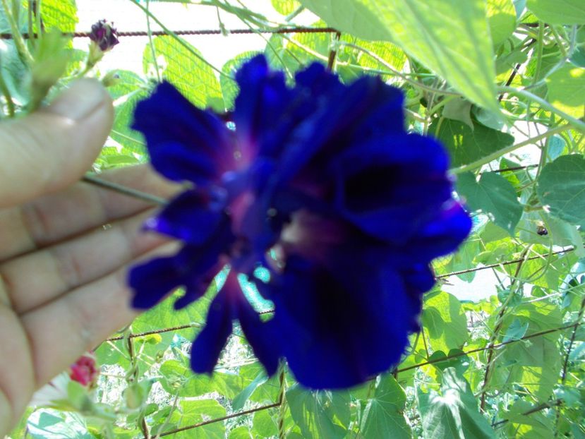  - SEMINTE ZORELE - IPOMOEA DOUBLE - mix