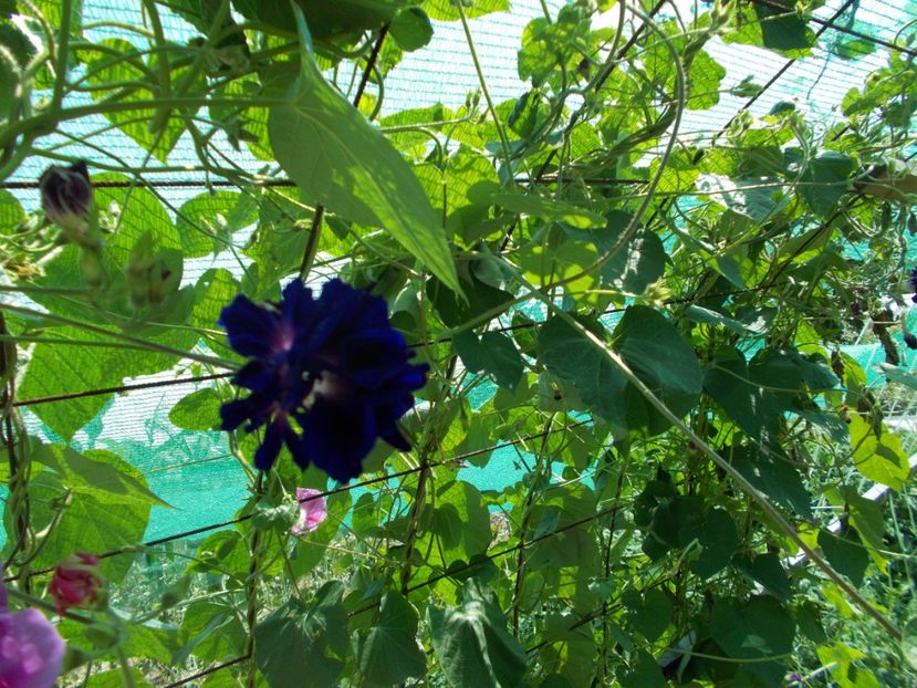  - SEMINTE ZORELE - IPOMOEA DOUBLE - mix