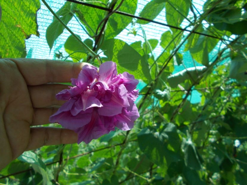 Ipomoea - Split Second Morning Glory - 10 sem- 5 lei - SEMINTE ZORELE - IPOMOEA DOUBLE - mix