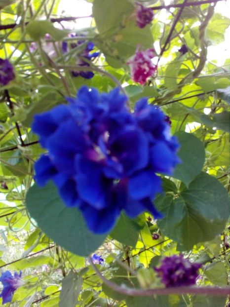  - SEMINTE ZORELE - IPOMOEA DOUBLE - mix