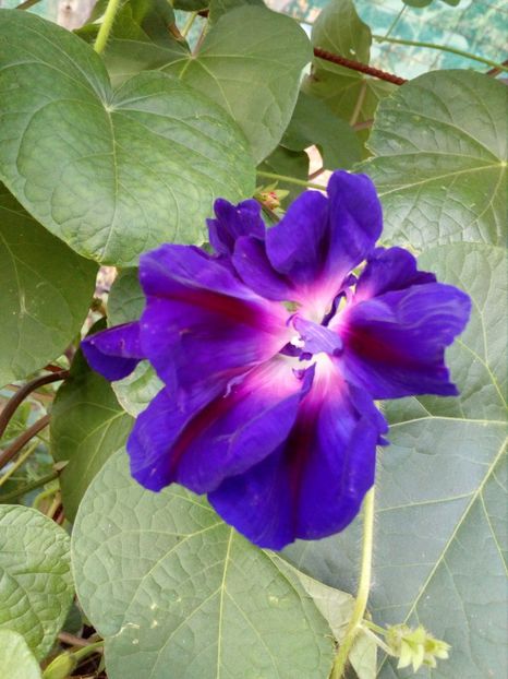  - SEMINTE ZORELE - IPOMOEA DOUBLE - mix