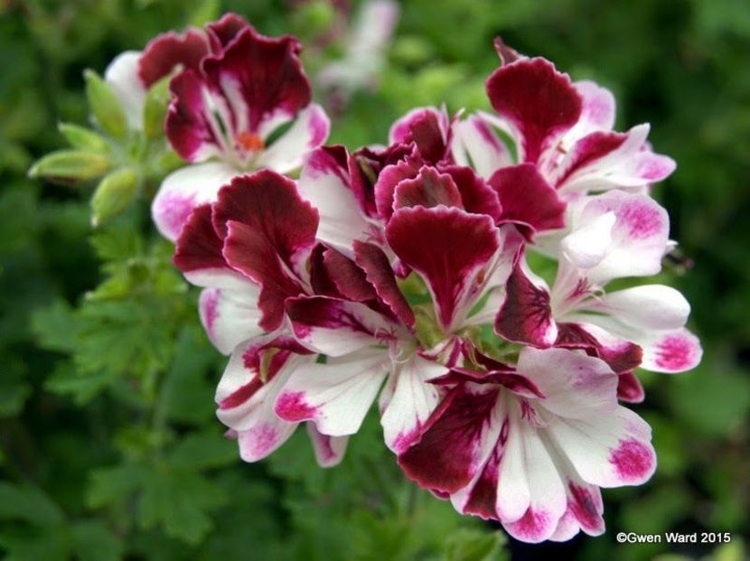 299e505d40c44d56333e899462f7fbd5 - Dorințe muscate Regale