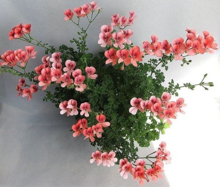 18f40662753de96c181853a5c0ce7895 - Dorințe muscate Regale