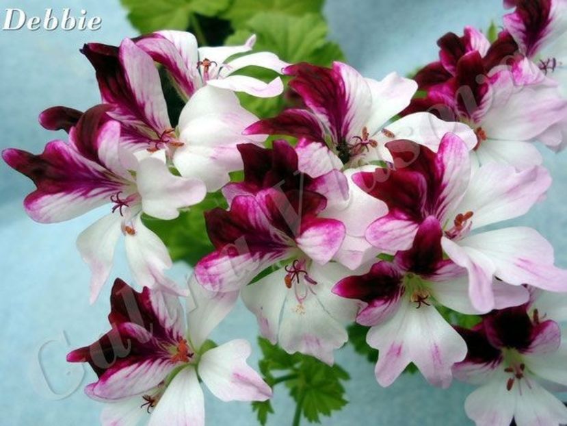 33eef3cf7a7045912ebe238f66b069af - Dorințe muscate Regale