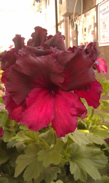 6432e81337a2de5e0b3d96d1810ece9d - Dorințe muscate Regale