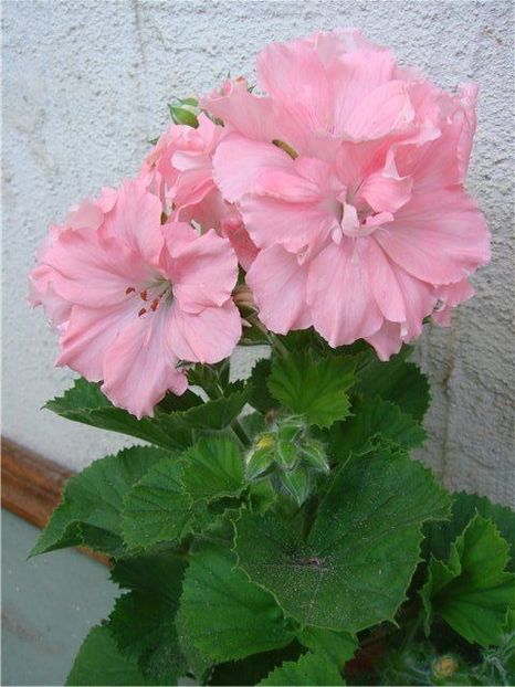 f42efbdd232861924c25224e6461541a - Dorințe muscate Regale