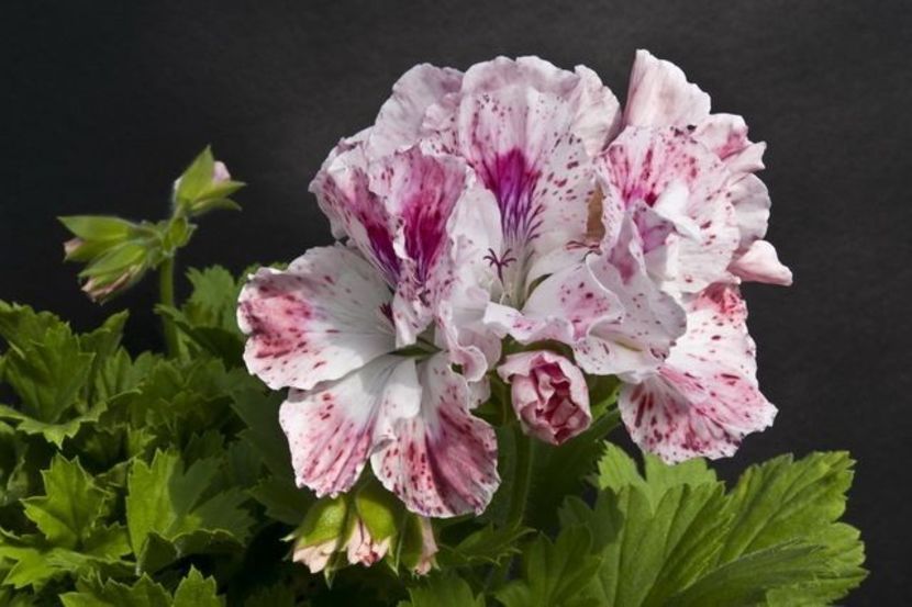 d991dc5b229d824c37d704e90dbe4f58 - Dorințe muscate Regale