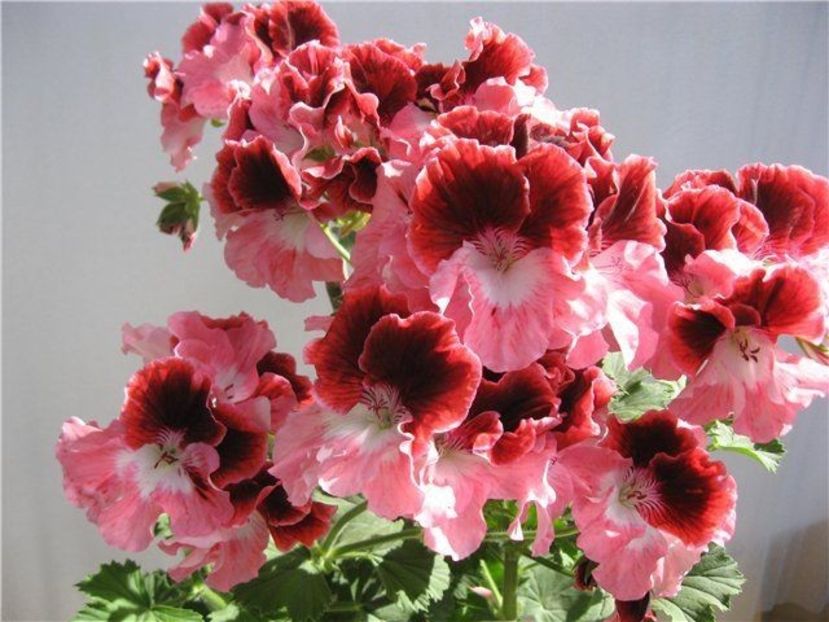 a981a5c9c4255cdc55e6e1327a59120c - Dorințe muscate Regale