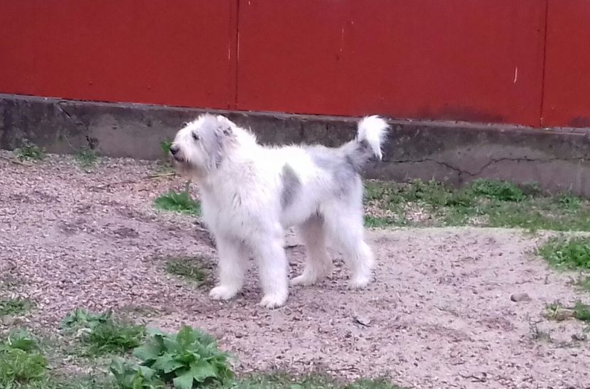 20180627_194932-1 - Canisa de Manastireni