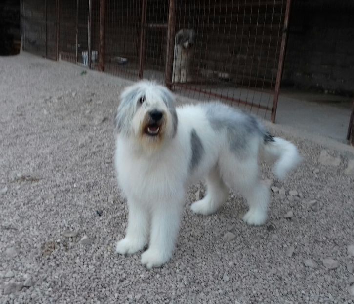 20180530_204812-1 - Canisa de Manastireni