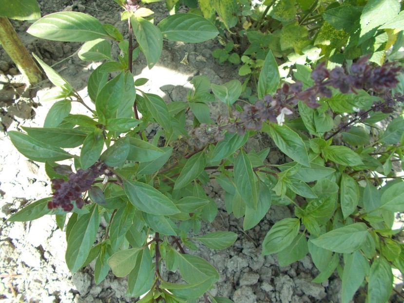  - SEMINTE BUSUIOC CU FRUNZE INGUSTE - AFRICAN BLUE