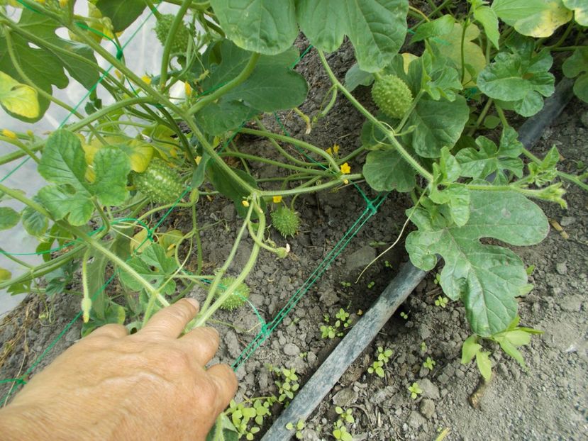  - SEMINTE CASTRAVETI - CUCUMIS ANGURIA