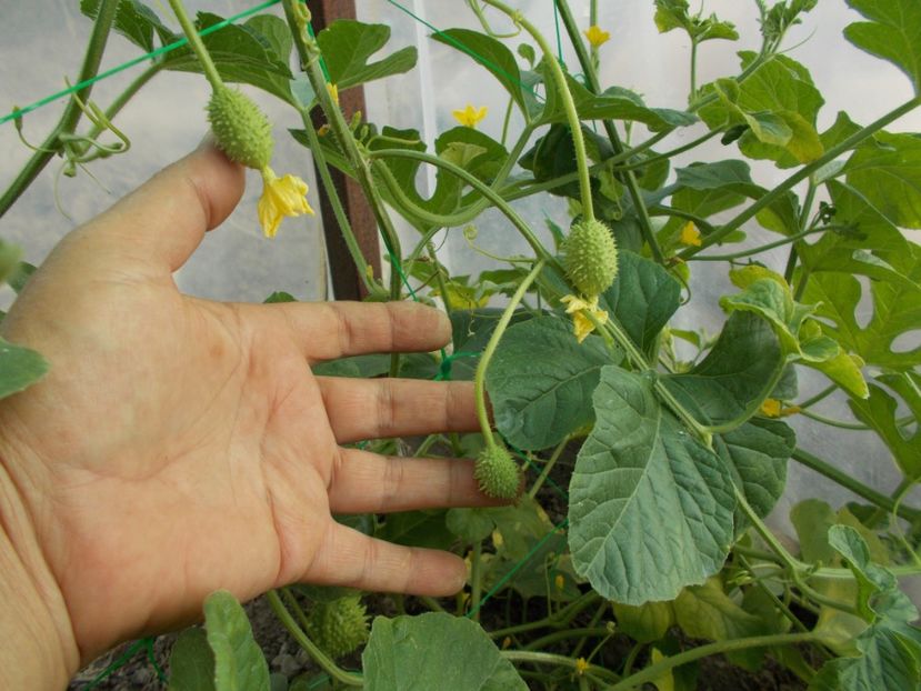  - SEMINTE CASTRAVETI - CUCUMIS ANGURIA