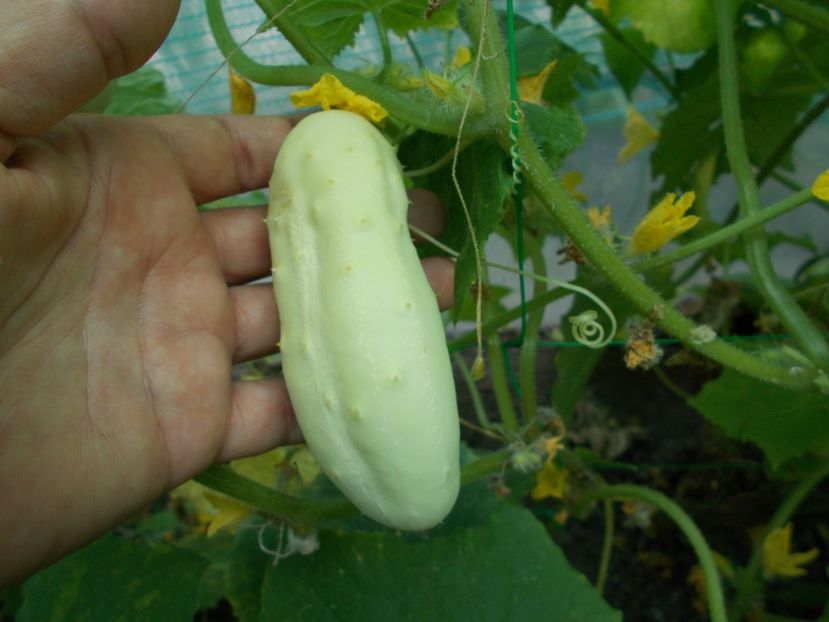  - SEMINTE CASTRAVETI ALBI