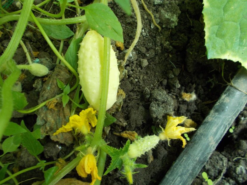  - SEMINTE CASTRAVETI ALBI