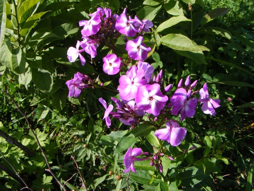 Phlox Adessa Purple Star - 2018