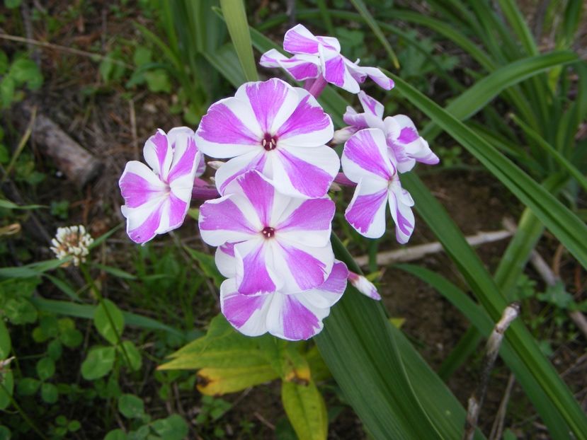 Phlox Adessa Lilac Twist - 2018