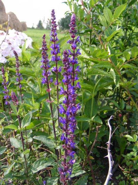 Salvia Caradonna - 2018
