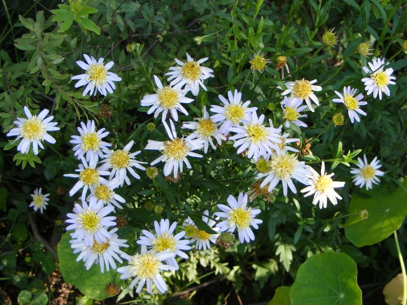Kalimeris pinnatifida Hortensis - 2018