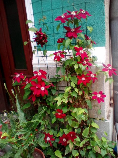 16 07 2018 - Rebecca