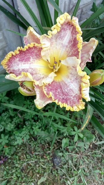 Diva s choice - 2018 Hemerocallisi II