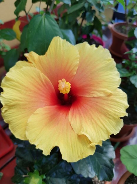 Apolo - 1-2 HIBISCUS