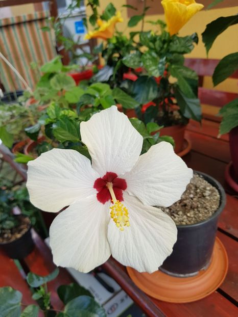  - 1-2 HIBISCUS