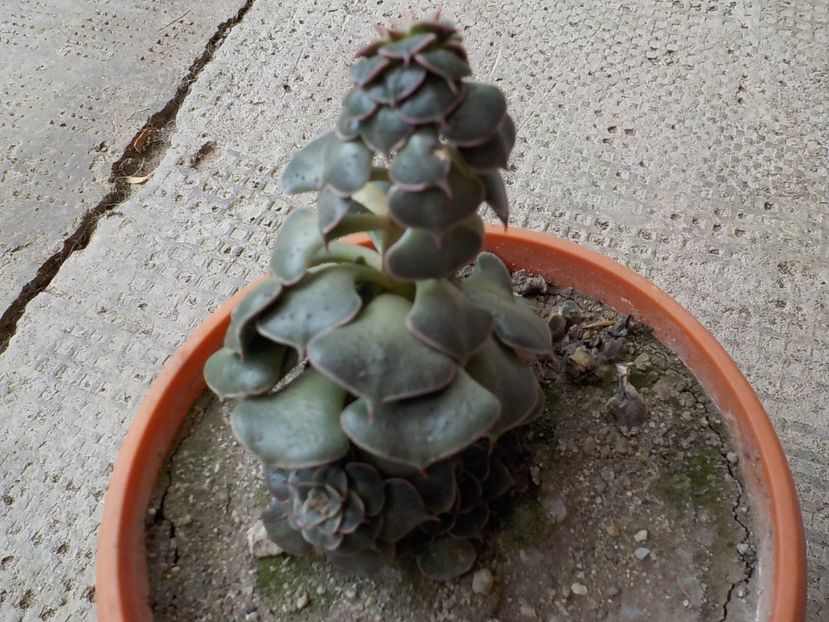  - Genul Graptopetalum