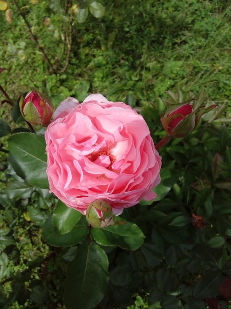  - TRANDAFIRI 2018-2019