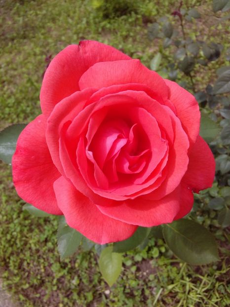  - TRANDAFIRI 2018-2019