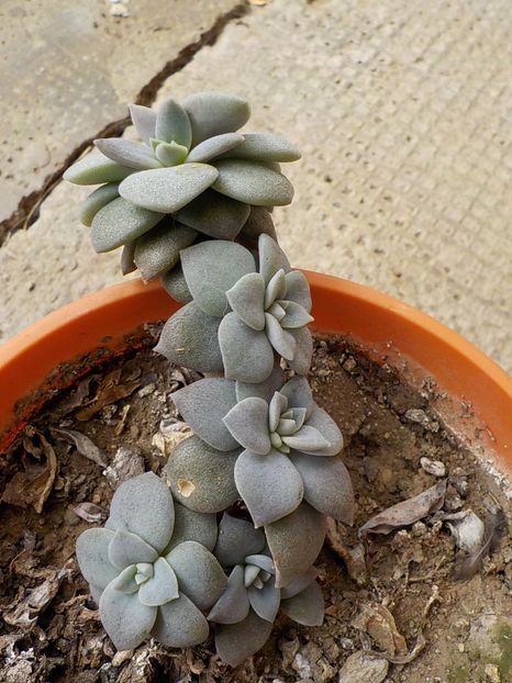  - graptopetalum paraguyense