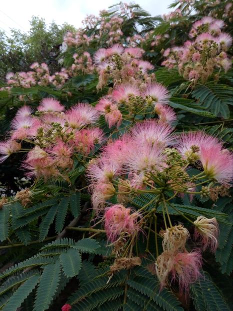  - SEMINTE SALCAM DE MATASE - ALBIZIA JULIBRISSIN