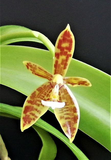 Cornu-Cervi forma Chattaladae Fs - Phalaenopsis 1