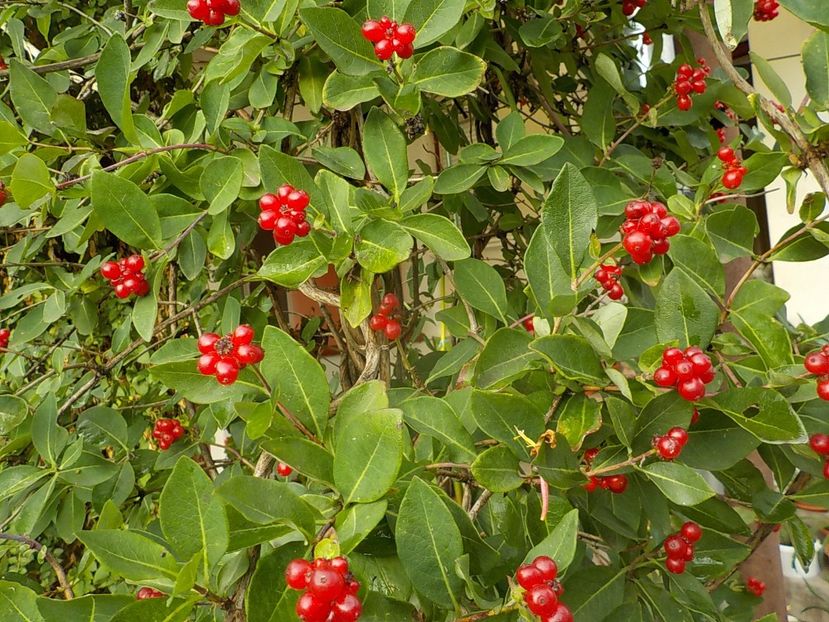 - lonicera