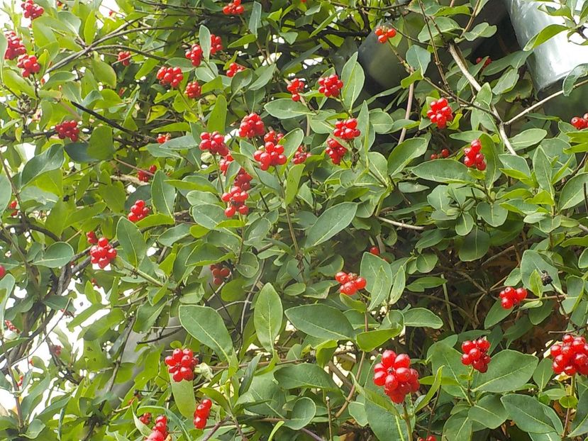  - lonicera