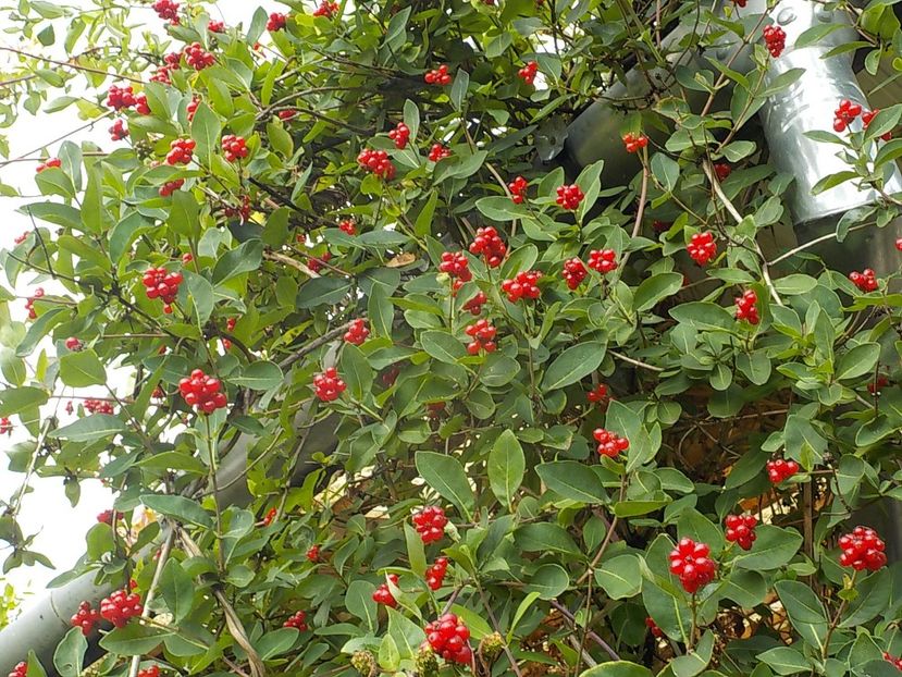  - lonicera