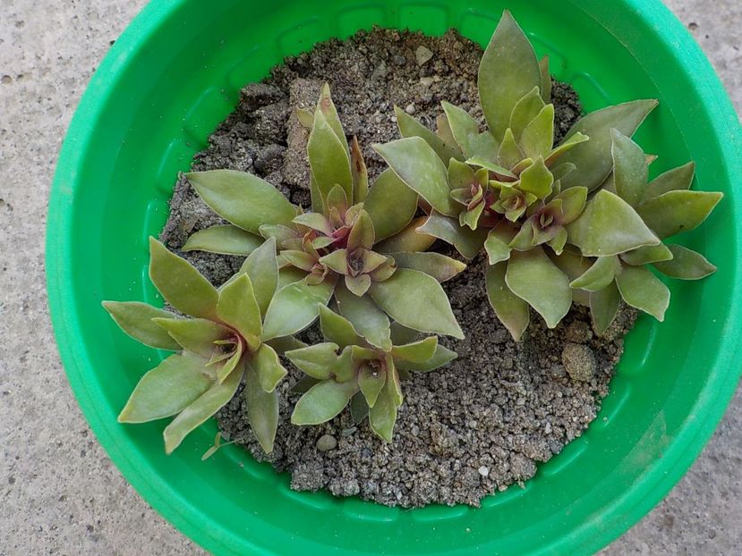  - CACTUSI si SUCULENTE