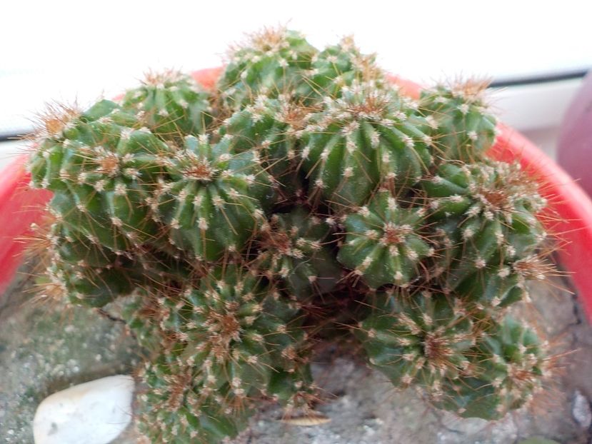  - CACTUSI si SUCULENTE