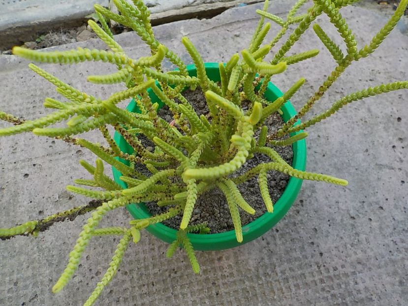  - CACTUSI si SUCULENTE