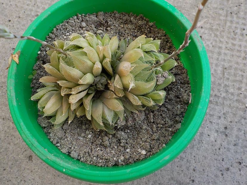 hawortia - CACTUSI si SUCULENTE