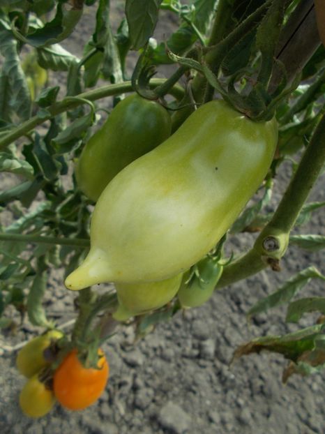  - SEMINTE ROSII - BURATINO