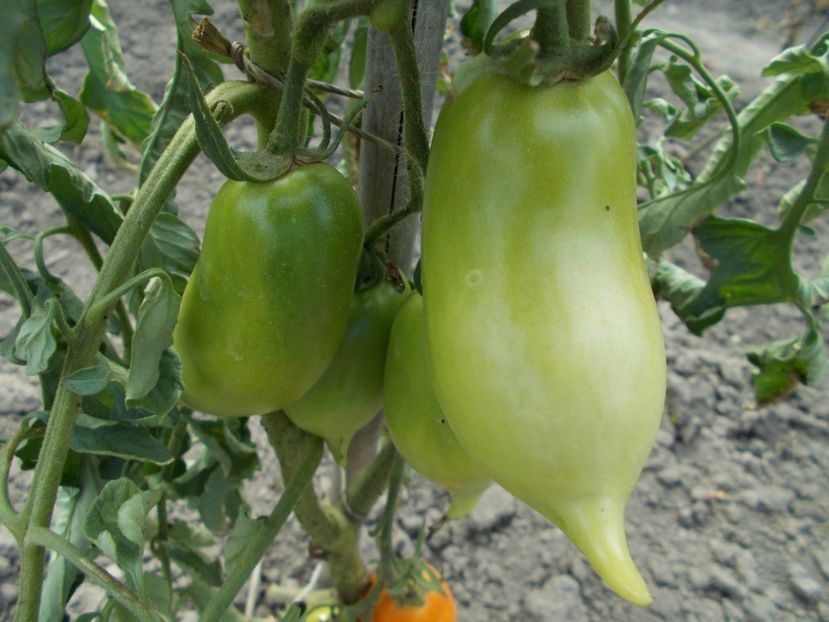  - SEMINTE ROSII - BURATINO