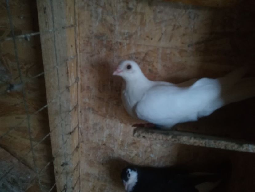 F 2018 - porumbei care mi-au apartinut