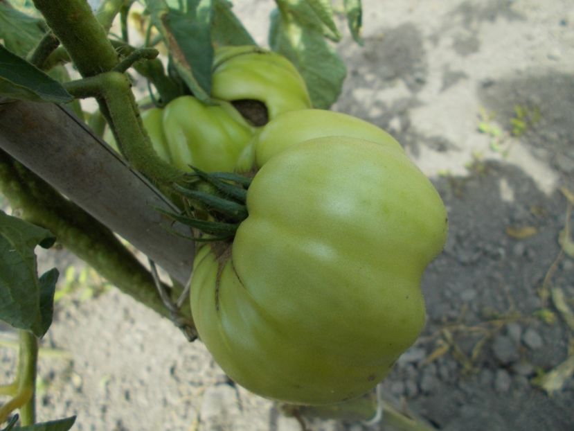  - SEMINTE ROSII - T 288 NAPA GIANT