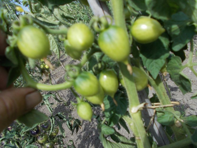  - SEMINTE ROSII - PRINCIPE BORGHESE