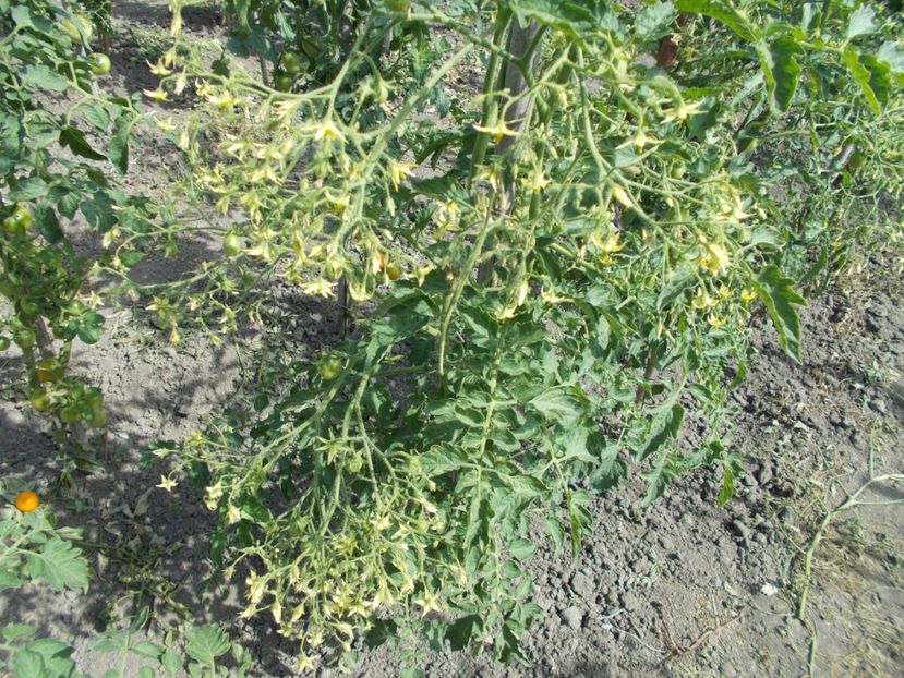  - SEMINTE ROSII - ILDI