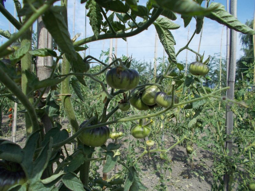 15 seminte - 3 lei - SEMINTE ROSII - YELLOW DRAGON