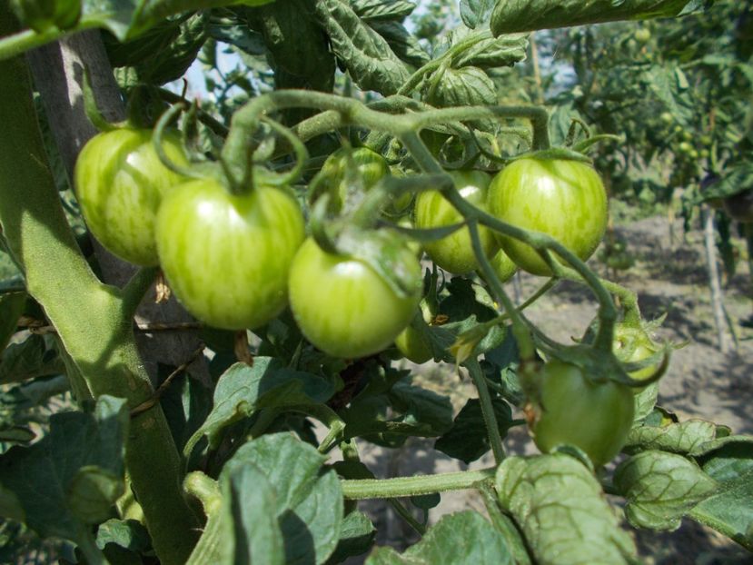  - SEMINTE ROSII - SUNRISE BUMBLEBEE